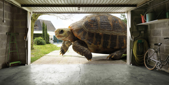 ford_expedition_rearview_tortoise